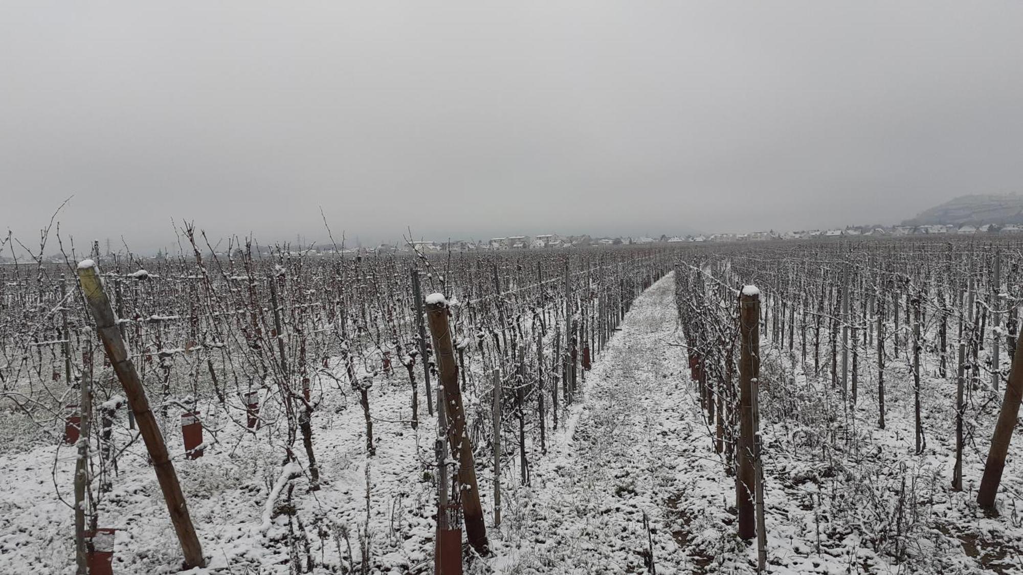 Aux Pieds Des Vignes Bed & Breakfast อิงแกร์ไซม์ ภายนอก รูปภาพ